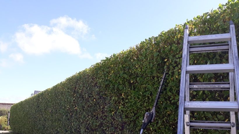 Taille d'une haie de Griselinia à Tréffiagat